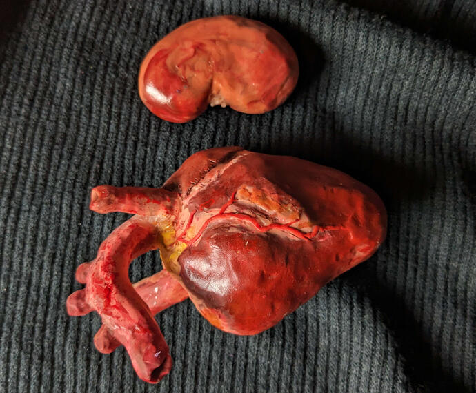 Sculpted heart and kidney from polymer clay, no paint